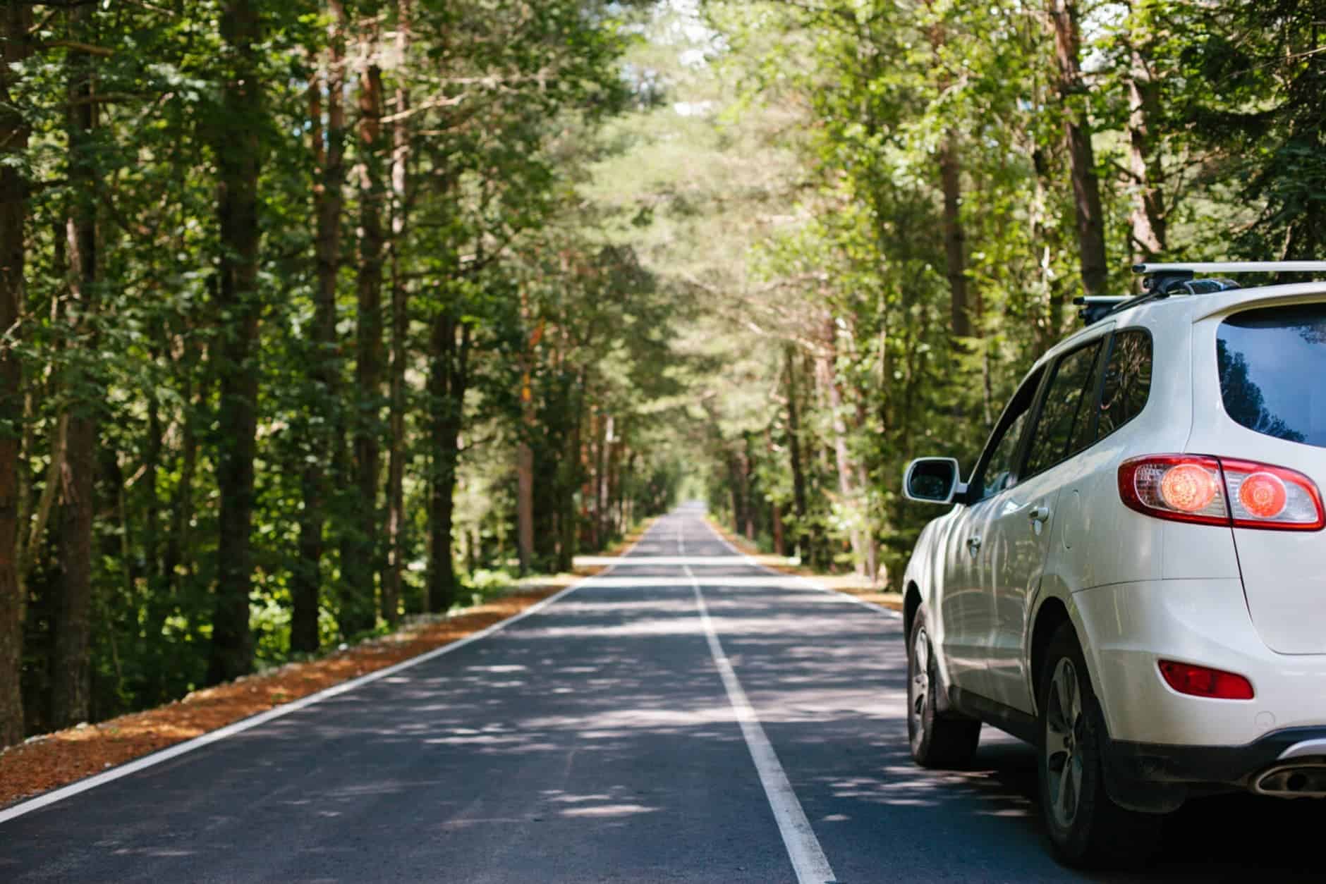 Car driving along a long, straight road with a canopy of trees above. 